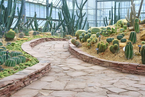 Walkway and cactus garden