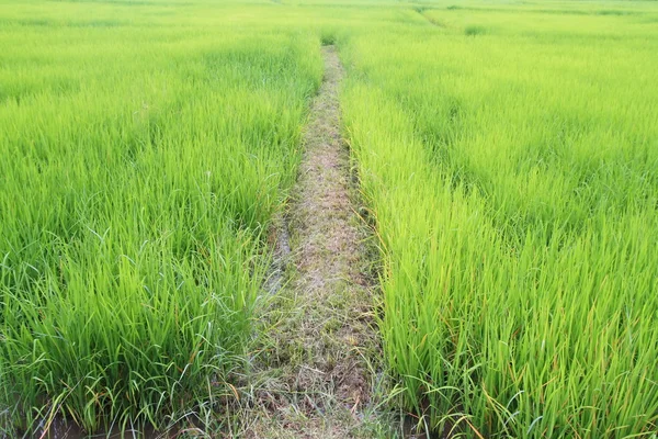 Campo de arroz na Tailândia — Fotografia de Stock