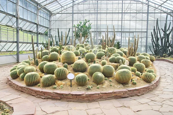 Big cactus garden on sand ground,conservatory — Stock Photo, Image