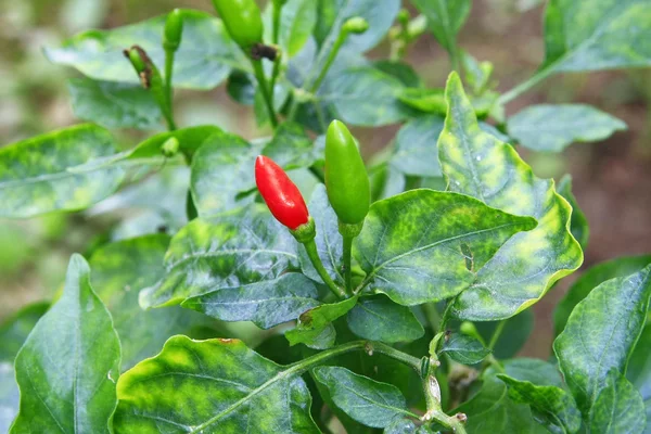 Chili in garden — Stock Photo, Image