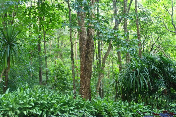 Foresta profonda a Chiang Mai, Thailandia — Foto Stock