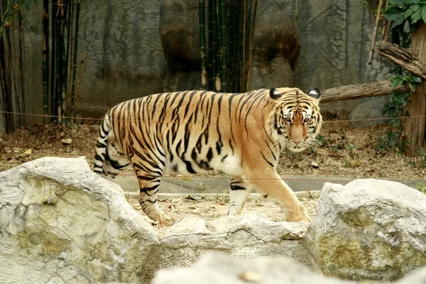 Tygrys, Tajlandia — Zdjęcie stockowe