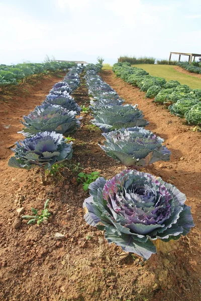 Tierras de cultivo de repollo —  Fotos de Stock