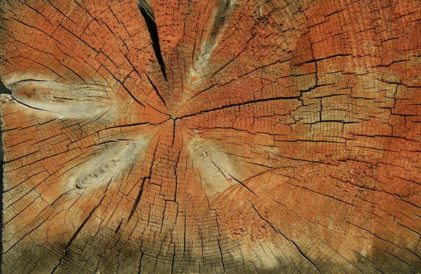 Textura de sección de madera naranja . — Foto de Stock