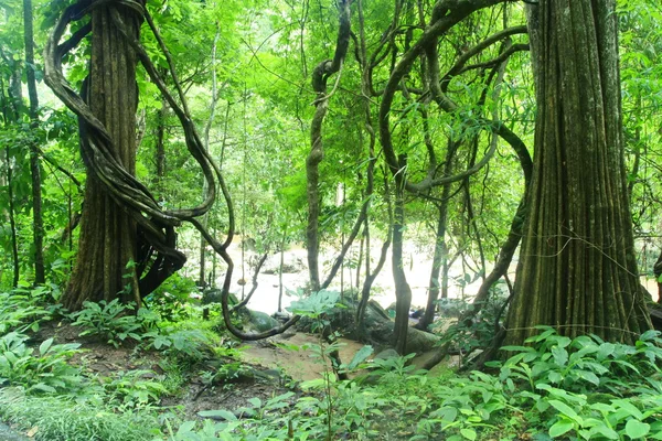 Foresta profonda a Chiang Mai, Thailandia — Foto Stock