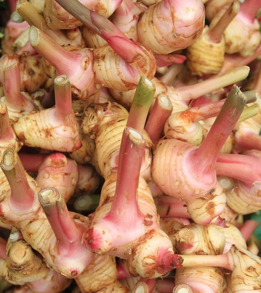 Pink rhizome of galangal — Stock Photo, Image