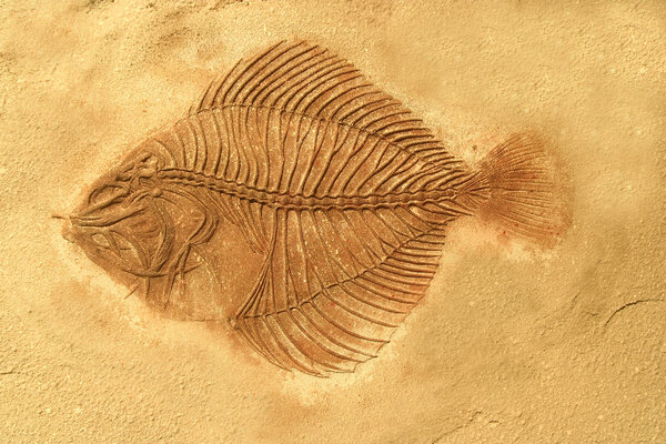 Fish fossil