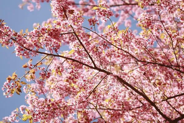 Sakura, růžový květ v Thajsku — Stock fotografie