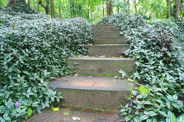 Chemin vers la forêt naturelle — Photo