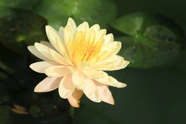 Rosa flor de lótus amarelo — Fotografia de Stock