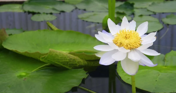 Hellblauer Lotus im See — Stockfoto