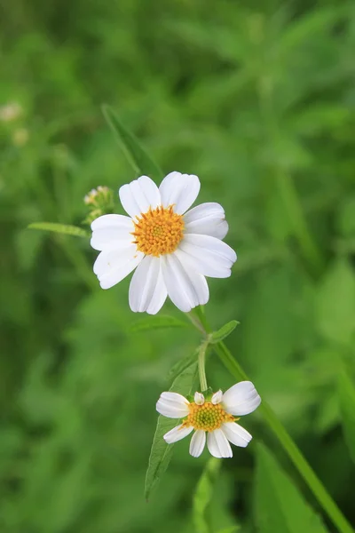 Vit gräs blomma i skogen — Stockfoto