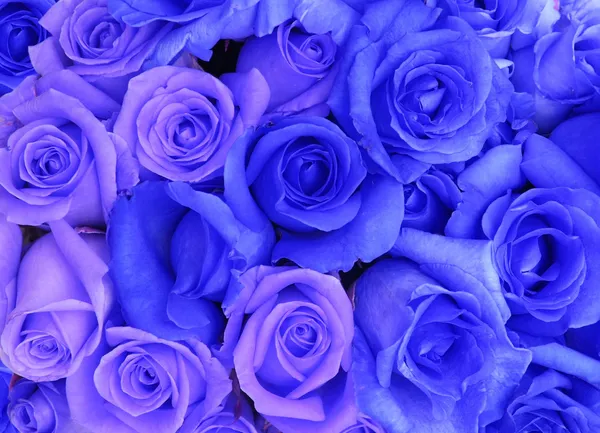 Blue roses background — Stock Photo, Image