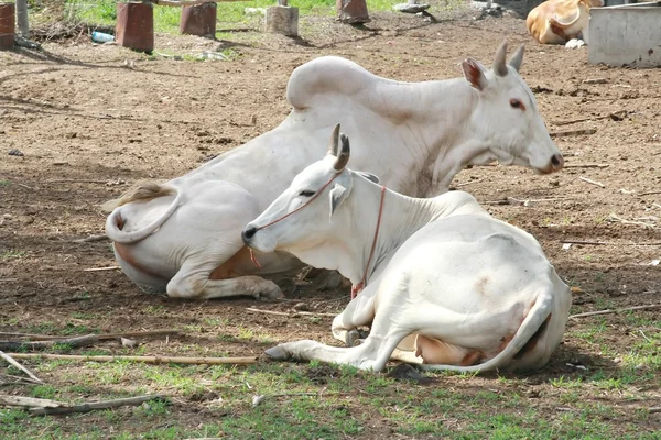 Krowa Asia śpi — Zdjęcie stockowe
