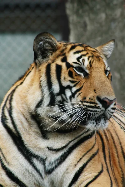 Tiger — Stock Photo, Image