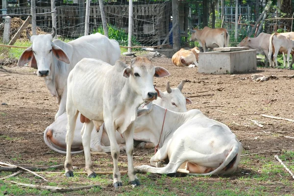 Asia cow — Stock Photo, Image