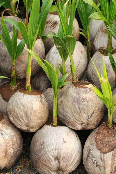 Росток кокосового дерева — стоковое фото