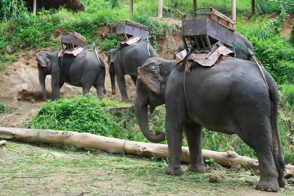 Elefantes para la tala, Chiang Mai, Tailandia —  Fotos de Stock