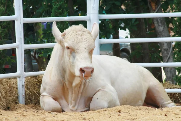 Carolais vaca — Foto de Stock
