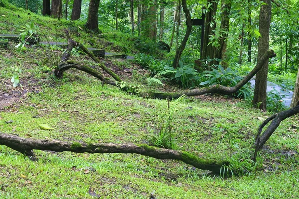 Vite nella foresta, Thailandia — Foto Stock