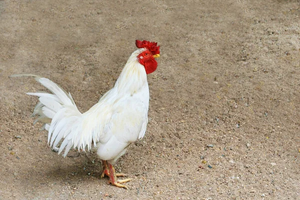 Vit kyckling stå på sand — Stockfoto