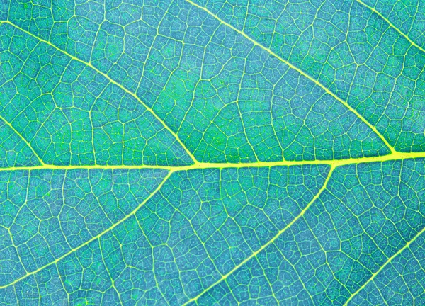 Textura azul da folha — Fotografia de Stock