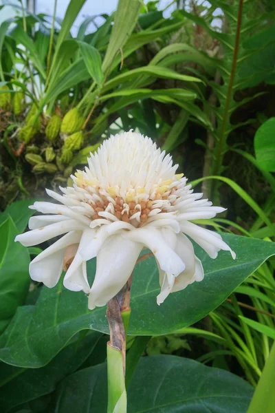 Flor elatior etlingera blanca — Foto de Stock