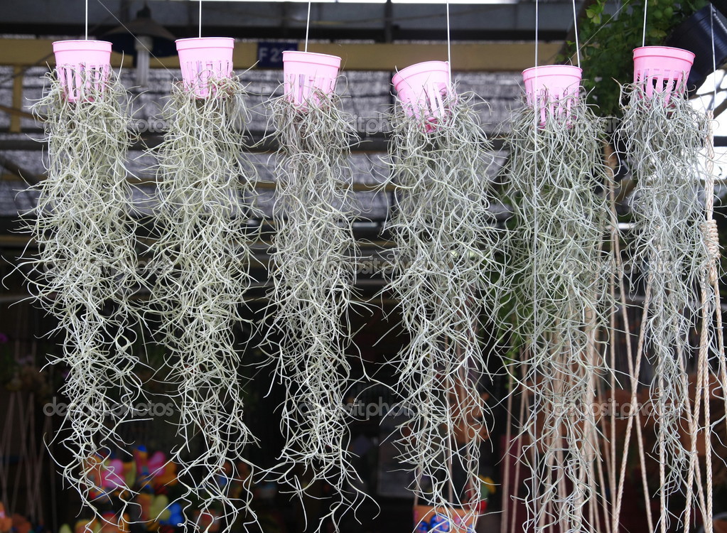 Spanish moss in hanging pot Stock Photo by ©aodaodaodaod 32443871