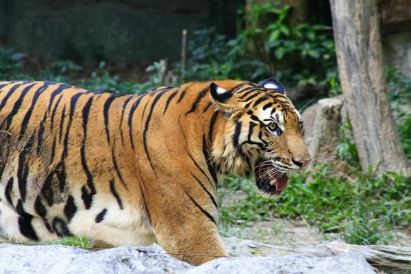 Азія тигр — стокове фото
