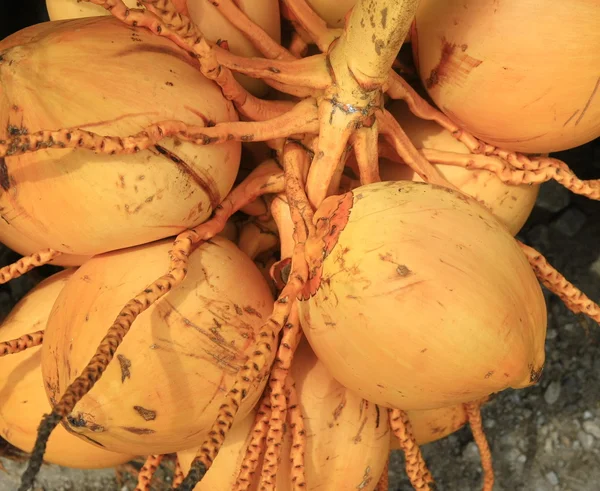 Gold coconut,fruit — Stock Photo, Image