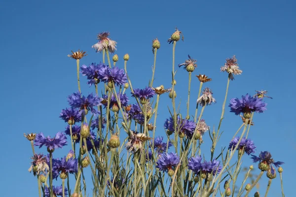 blue grass flower and sky