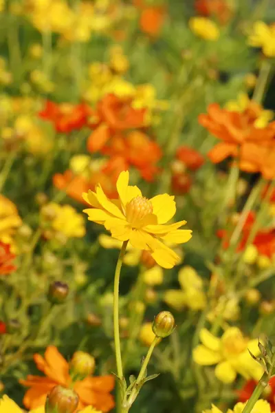 花园里的黄花 — 图库照片