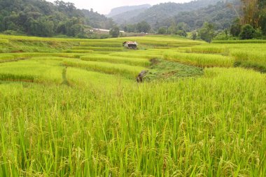 Teraslı pirinç tarlaları ve küçük ev, Tayland