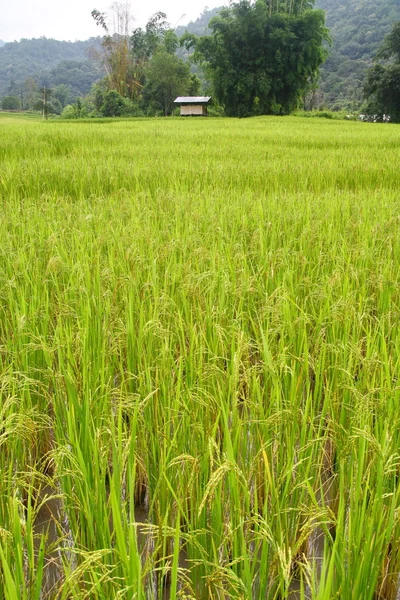 Campo de Paddy — Fotografia de Stock