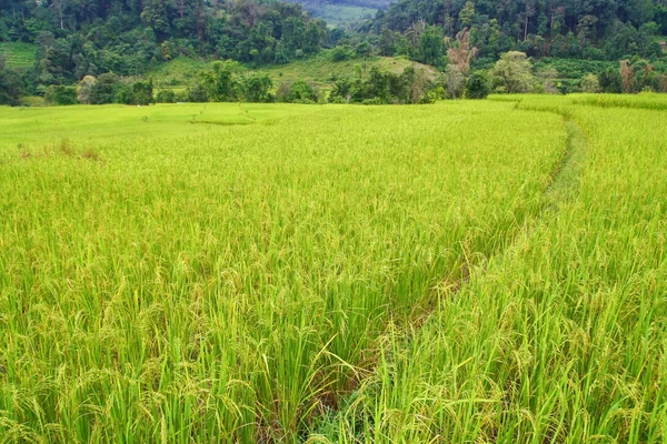 Campos de arroz en terrazas y pasarela, Tailandia — Foto de Stock