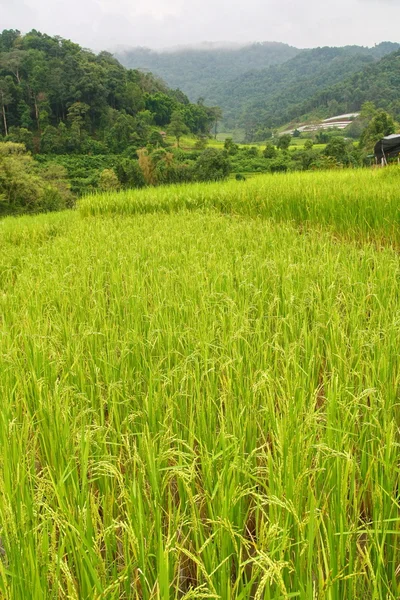 Risfält, thailand — Stockfoto