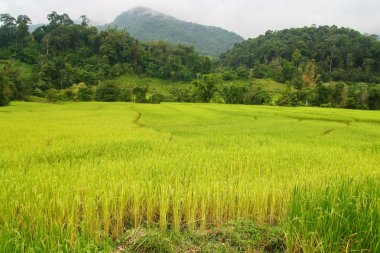 Çeltik alan, chiang mai, Tayland