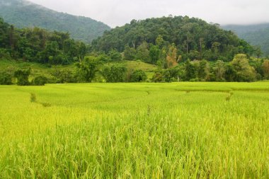 Çeltik alan, chiang mai, Tayland
