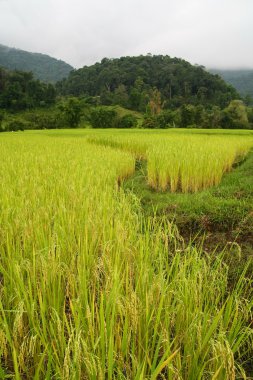 Çeltik alan ve dağ