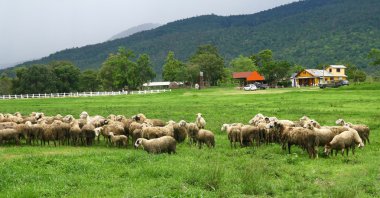 koyun tarım arazileri, Tayland