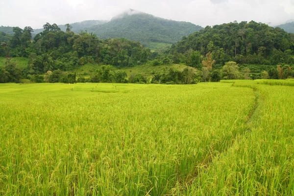 Terasových rýžových polí a chodníku, Thajsko — Stock fotografie