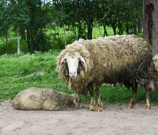 Ovce při pohledu na fotoaparát — Stock fotografie