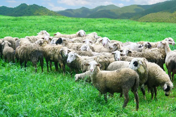 Sheep in grass field — Stock Photo, Image