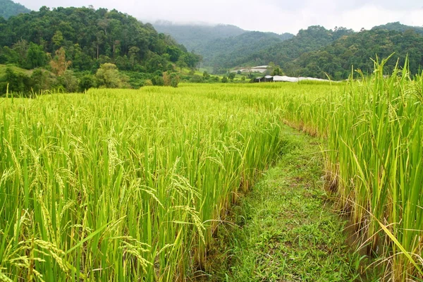 Champ de riz et chaîne de montagnes, Thaïlande — Photo