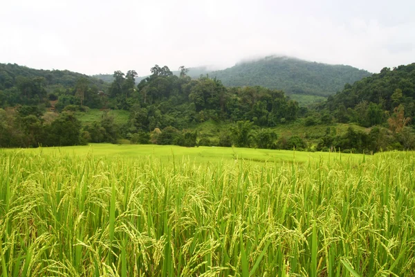 Campo de arroz y cordillera, Tailandia — Foto de Stock