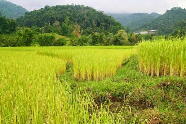 Рисовые поля и горный массив, Таиланд — стоковое фото