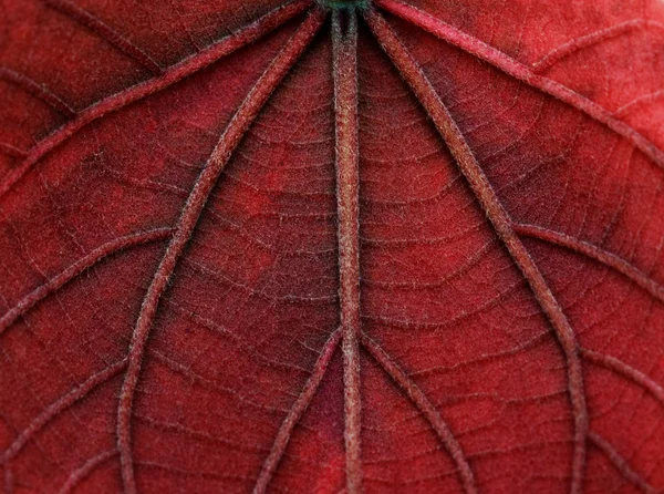 Macro vermelho deixar textura — Fotografia de Stock