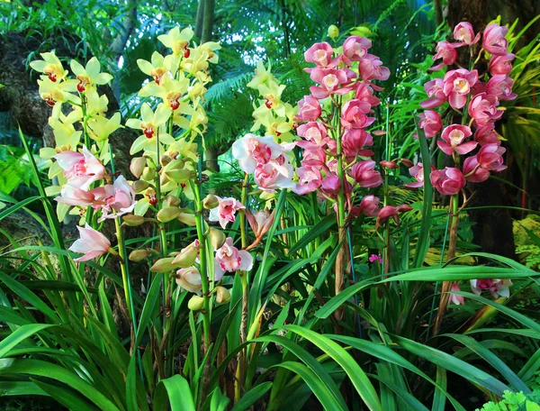 Coloridas orquídeas de cimbidio — Foto de Stock