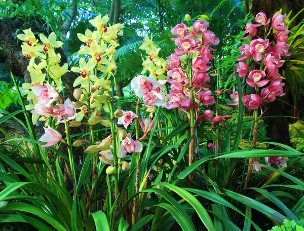 renkli cymbidium orkide