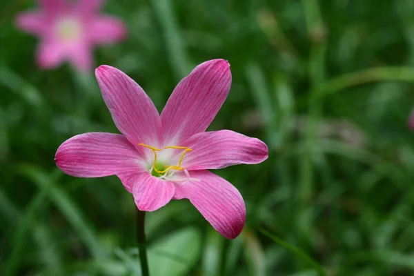 Küçük pembe çiçek — Stok fotoğraf